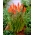 Kniphofia، قرمز داغ پوکر، Tritoma نارنجی - لامپ / غده / ریشه