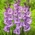 Gladiolus "Flevo Nautica" - 5 kpl - 