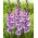 Gladiolus "Flevo Nautica" - 5 pcs