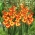 Gladiolus "Alana" - 5 pcs - 