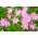 Zephyranthes Rosea，古巴zephyrlily，玫瑰色雨百合 -  10个洋葱 - Zephyrantes rosea