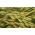 Hybrid ryegrass 2N "Grasslands Manawa" - 5 kg - 