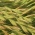 Hybrid rygräs 2N "Grasslands Manawa" - 5 kg - 