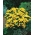 Feverfew金球种子 -  Chrysanthemum parthenium fl.pl.金球 -  1500粒种子 - Chrysanthemum parthenim - 種子