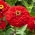 Dynalia ανθισμένη zinnia "Scarlet Flame" - 120 σπόρους - Zinnia elegans dahliaeflora - σπόροι