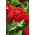 Dahlia-flowered zinnia "Scarlet Flame" - 120 seeds