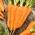 Porkkana "Flakkese 2" - myöhäinen lajike - 