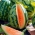 Wassermelone 'Orangelo' - mit orangefarbenen Fruchtfleisch