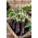 Baklažán "Avan F1"; baklažán - Solanum melongena - semená