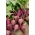 红甜菜根“红磨坊” -  monogerm品种 - Beta vulgaris - 種子