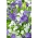 เมล็ดพันธุ์ดอกไม้ชนิดหนึ่งดอกพีชใบแบน - Campanula persicifolia - 1800 เมล็ด