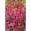 처녀 핑크 씨앗 - Dianthus deltodies - 2500 씨앗 - Dianthus deltoides
