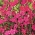 Maiden Pink semena - Dianthus deltodies - 2500 semen - Dianthus deltoides