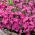 Firewitch, Cheddar Ružové semená - Dianthus gratianopolitanus - 120 semien - Dianthus gratianopolitanus syn. D. caesius.