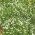 Irish Moss, Heath Pearlwort semená - Sagina subulata - 1900 semien