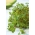 Frø til spire - brun sennep (Brassica juncea) - 12000 frø - 