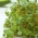 Brüksel lahanası tohumları - kahverengi hardal (Brassica juncea) - 12000 tohum - 