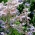 Borragine - pianta mellifera - 100 g; starflower - 