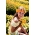 Happy Garden - "Whirling Marigold" - Semena, která děti mohou růst! - 216 semen - Calendula officinalis