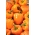 Pimenta "Kubista F1" - doce, variedade de laranja - 