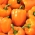 Pimenta "Kubista F1" - doce, variedade de laranja - 