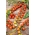 دانه های گوجه فرنگی کورالیک - Lycopersicon esculentum Mill - 160 دانه - Lycopersicon esculentum var. cerasiforme 
