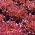 Eichenlaubsalat Redin Samen - Lactuta sativa - 900 Samen - 