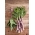 Parsasalaatti – Purpurat - Lactuca sativa var. angustana  - siemenet