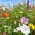 Mešanica enoletnih in večletnih divjih rastlin - cvetoči travnik - 500 g - 