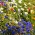 Metsik üheaastaste ja mitmeaastaste taimede segu - lilleniit - 250 g - 