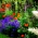 Üheaastaste ja mitmeaastaste looduslike taimede segu - lilleniit - 500 g - 