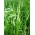 Timothy grass Karta - 5 kg - 