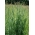 Timothy grass Alma - 5 kg