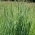 Timothy grass Alma - 5 kg