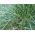 Ryegrass 2N Temprano tahunan, varietas padang rumput - 5 kg - 