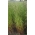 Itališkos ruginės žolės 4N „Turtetra“ - 5 kg - 