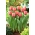 Tulipa 'Impressão Damasco' - 5 pcs.