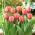 Tulipe 'Apricot Impression' - 5 pieces