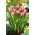 Tulip Design Impression - 5 pcs