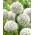 Cebolla ornamental White Cloud - 5 piezas