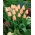 Tulip 'Apricot' - pacote grande - 50 pcs.