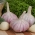 Arkus bawang putih musim dingin - 80 główek (4 - 5 kg) - 