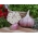 Winter garlic Harnas - 12 bulb (0,72 - 1,00 kg)