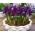 Reticulate iris - Purple Hill - 10 pcs