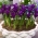 Reticulate iris - Purple Hill - 10 pcs