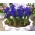 Reticulate iris - Bukit Biru - 10 pcs - 