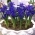 Reticulate iris - Blue Hill - 10 pcs