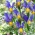 Dutch iris - Mystic Beauty - 10 stk