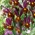 Hollandse iris - Red Ember - 10 st - 