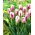 Tulipe Flaming Flag - paquet de 5 pièces - Tulipa Flaming Flag